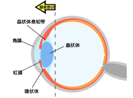 Vol.1 眼睛的結(jié)構(gòu)和功能-前眼部分