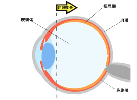 Vol.2 眼睛的構(gòu)造與功能 - 眼后節(jié)部分